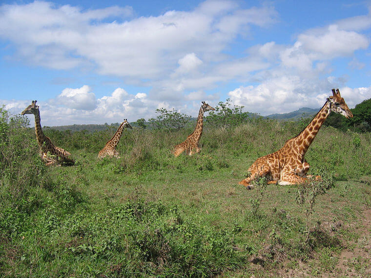 Giraffen in Arusha National Park Tanzania