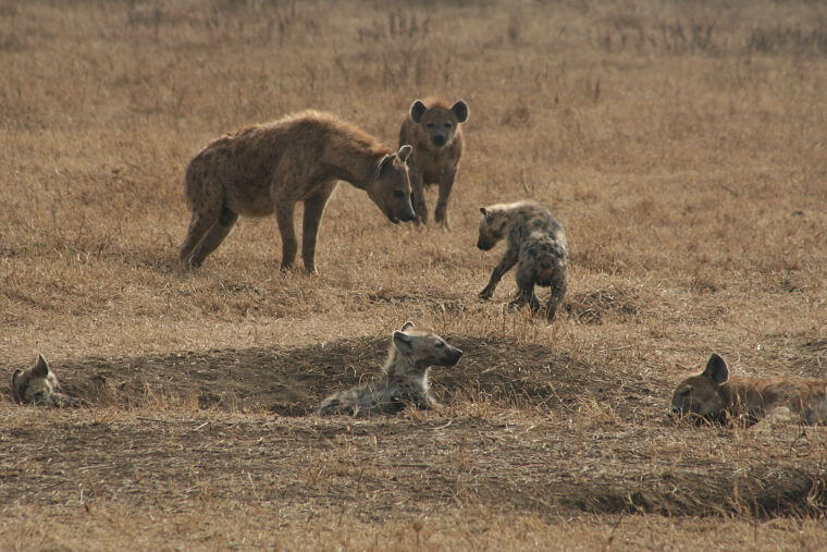 Hyena's in Ngorongoro Crater Tanzania