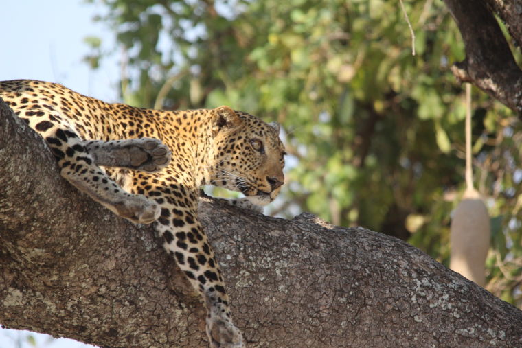 Luipaard aan Luangwa rivier in South Luangwa National Park Zambia