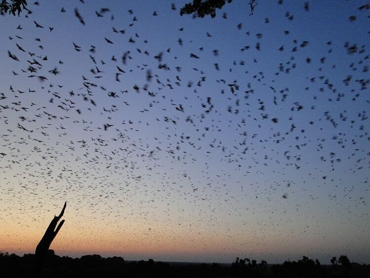 10 miljoen vleermuizen in Kasanka National Park Zambia