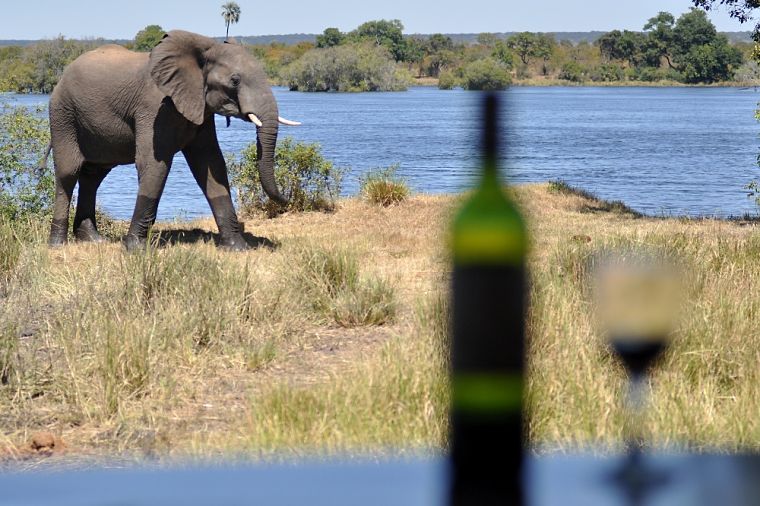 Olifant op de koffie langs Zambezi rivier Zambia