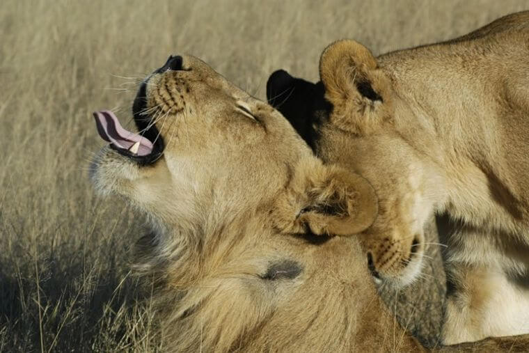 Leeuwen in Hwange National Park Zimbabwe