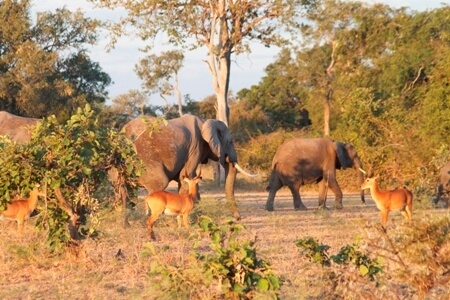Gevarieerd wildlife in South Luangwa National Park Zambia