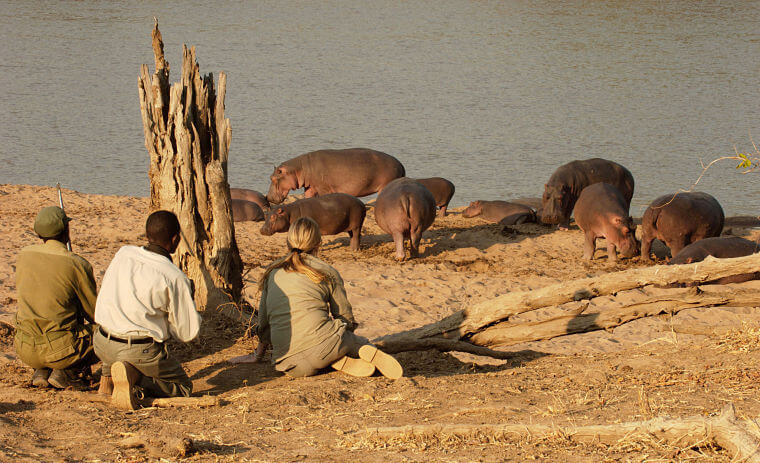 Nijlpaarden tijdens wandelsafari South Luangwa National Park Zambia