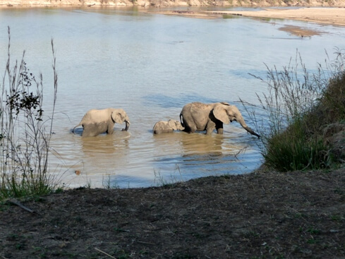 Olifanten steken de Luangwa rivier over bij South Luangwa National Park Zambia