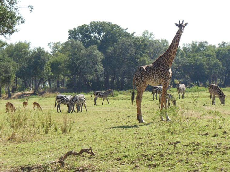 Veel wildlife in South Luangwa National Park Zambia