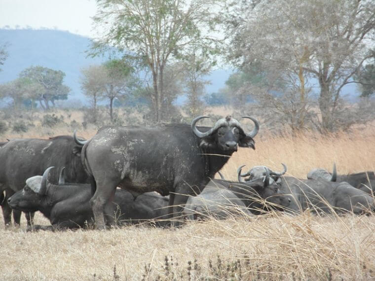 Buffels in Mikumi National Park Tanzania