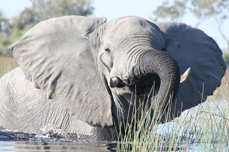 Olifant in de Okavango Delta Botswana