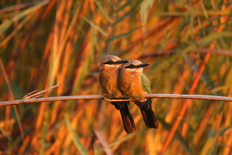 White Fronted Bee Eaters in Okavango Delta Botswana