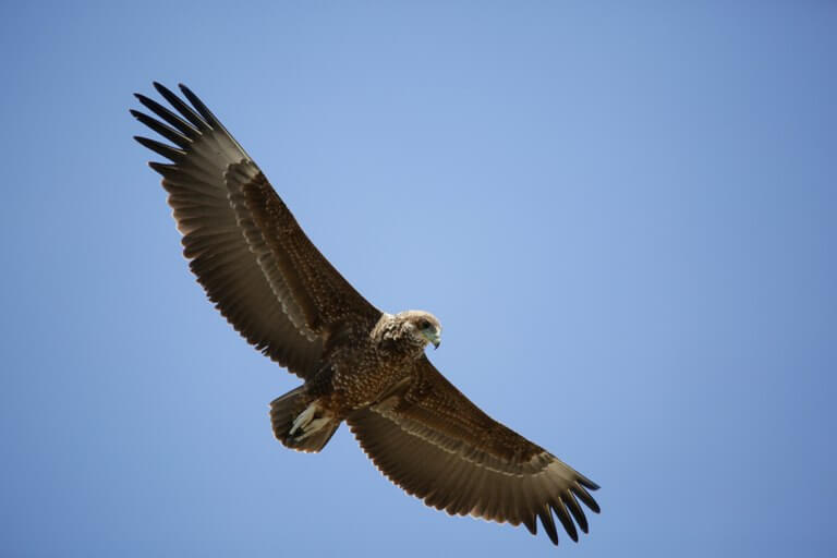 Eagle in Katavi National Park Tanzania