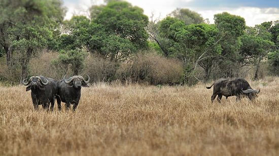 Buffels in Serengeti National Park Tanzania