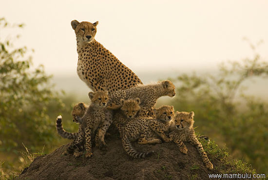 Cheetah familie in Serengeti National Park Tanzania