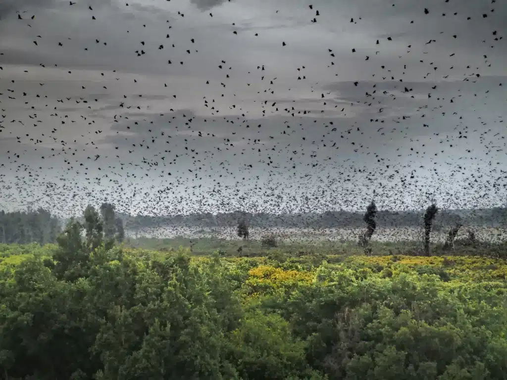 Bat Migration ©Katie Siedel - Copy (1)