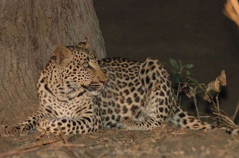 Luipaard in South Luangwa National Park Zambia
