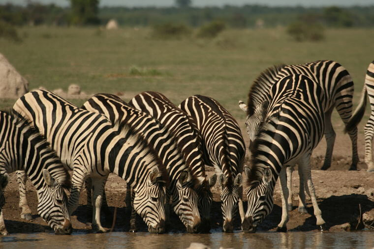 Zebra's tijdens safari in Nxai Pan National Park Botswana