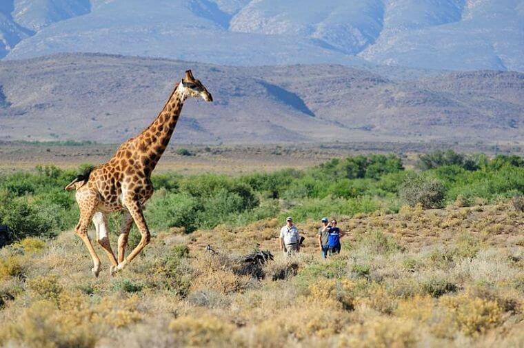Sanbona Wildlife Reserve wandel safari met giraffe (@ Sanbona Wildlife Reserve)