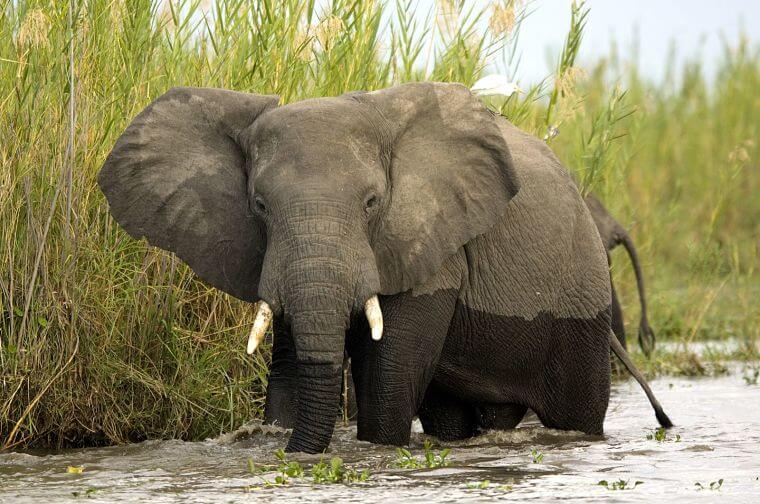 Olifanten verhuizen van Liwonde National Park naar Nkhotakota Wildlife Reserve in Malawi