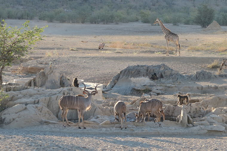 Wild spotten bij Hobatere Lodge Namibië