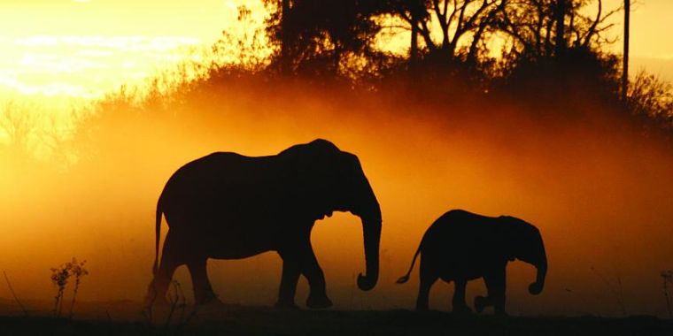 Chobe National Park olifanten in de nevel
