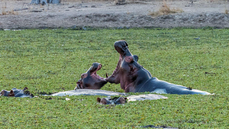 Vechtende nijlpaarden in South Luangwa National Park Zambia