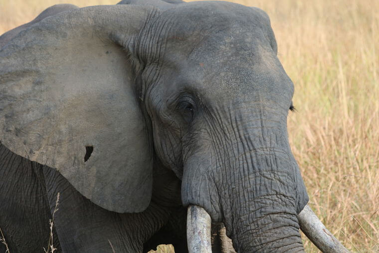 Olifant in Queen Elizabeth National Park Uganda