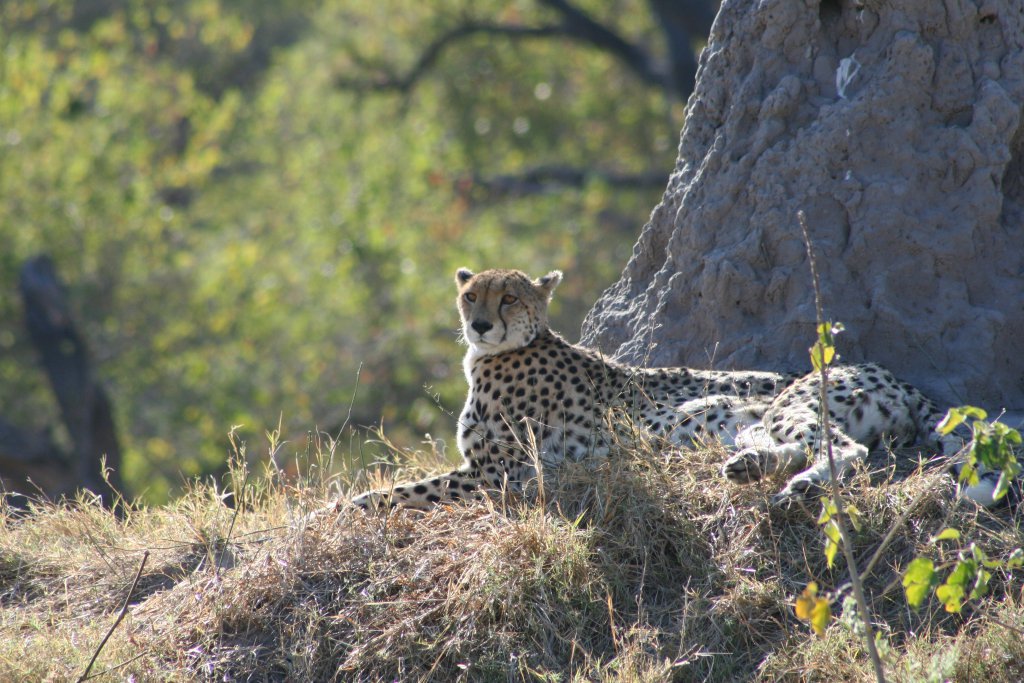 Cheetah met uitsterven bedreigd