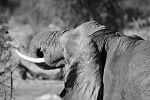 China introduceert een totaalverbod op de handel in ivoor | Mambulu! Safaris With A Difference