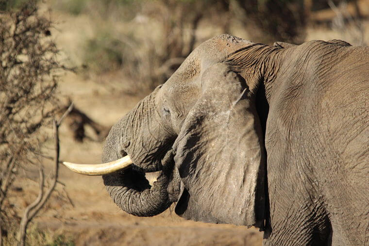 Drinkende olifant Chobe Nationaal Park Botswana