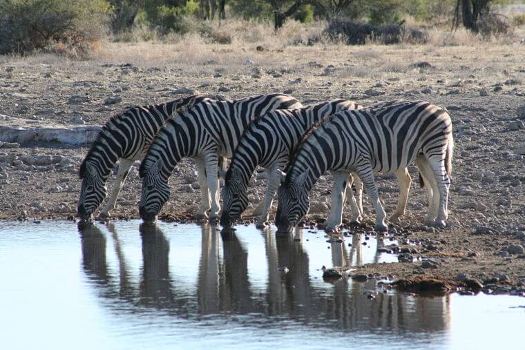 Drinkende zebra's in Etosha Nationaal Park Namibië