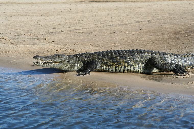 Krokodil in de Okavango rivier Namibië