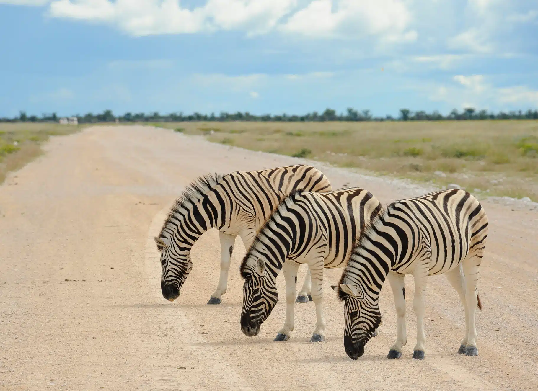 Zebras in Etosha National Park staan op een gravelweg ©Taleni Africa