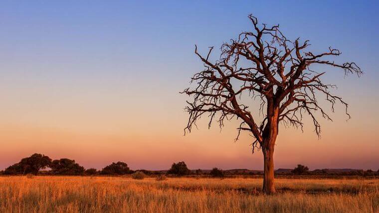 Central Kalahari Game Reserve Botswana