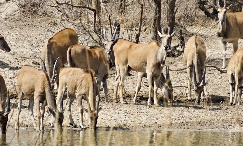 Elanden in Mangetti National Park Namibië