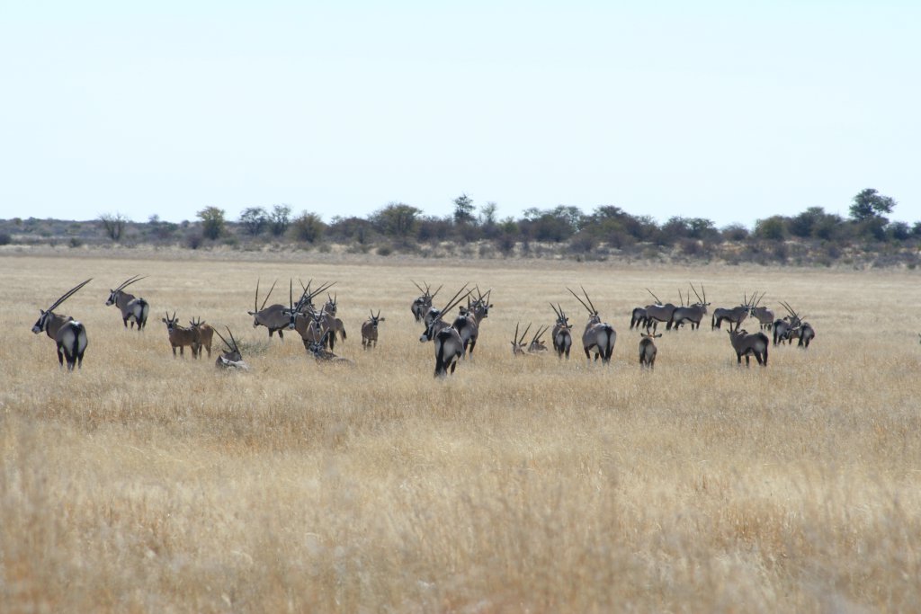 Khutse Game Reserve met gemsbokken in Botswana