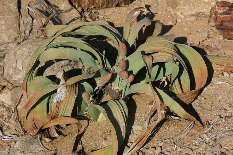 Swakopmund, Welwitschia plant, Namibië