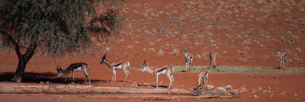 Springbokken in Kalahari Desert Namibië