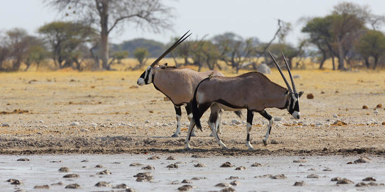 Botswana individuele luxe safari op maat gemsbokken bij waterhole in Nxai Pan National Park | Mambulu! Safaris With A Difference