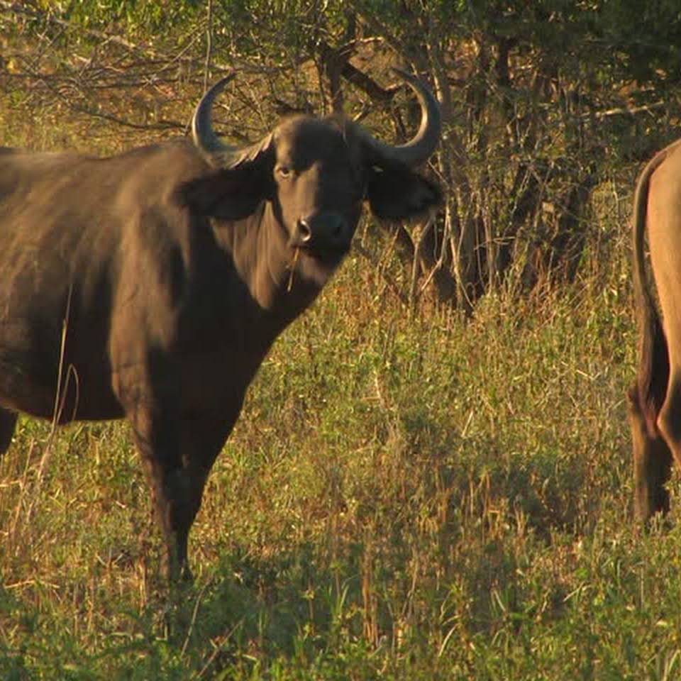 Buffel in Blue Lagoon National Park Zambia