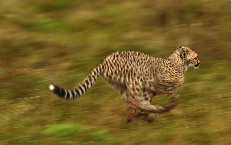 Cheetah op vlaktes Kwandwe Private Game Reserve (@Phill Tomfoolery)