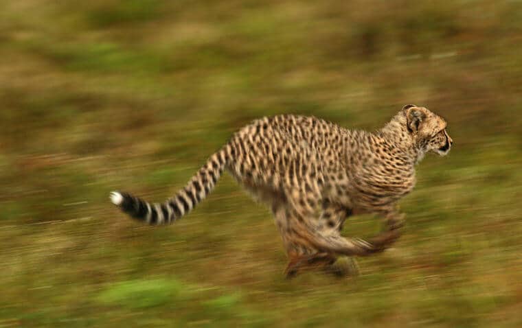 Cheetah op vlaktes Kwandwe Private Game Reserve (@Phill Tomfoolery)