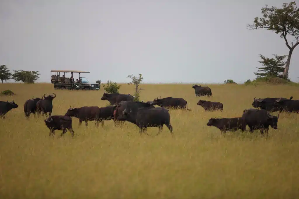 Tanzania-Kleins-Camp-Experience-game-drive-with-herd-of-buffalo-3-Low-Resolution-Width=3000px©andBeyond