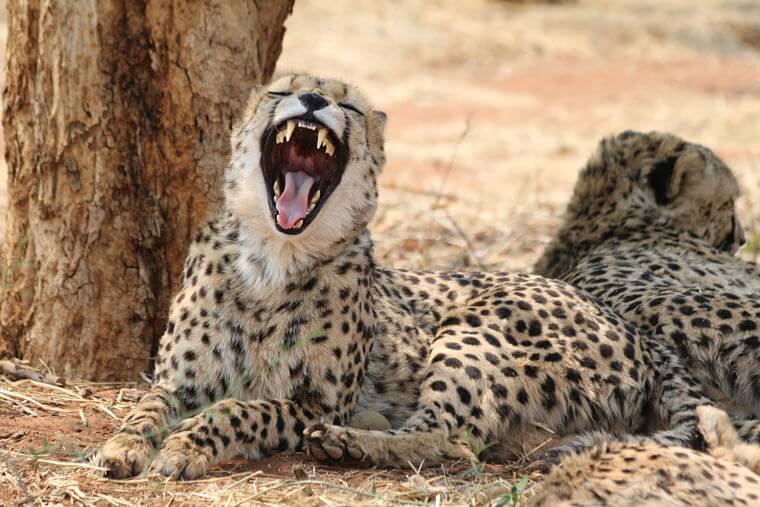 Cheetahs bij Onguma Private Game Reserve