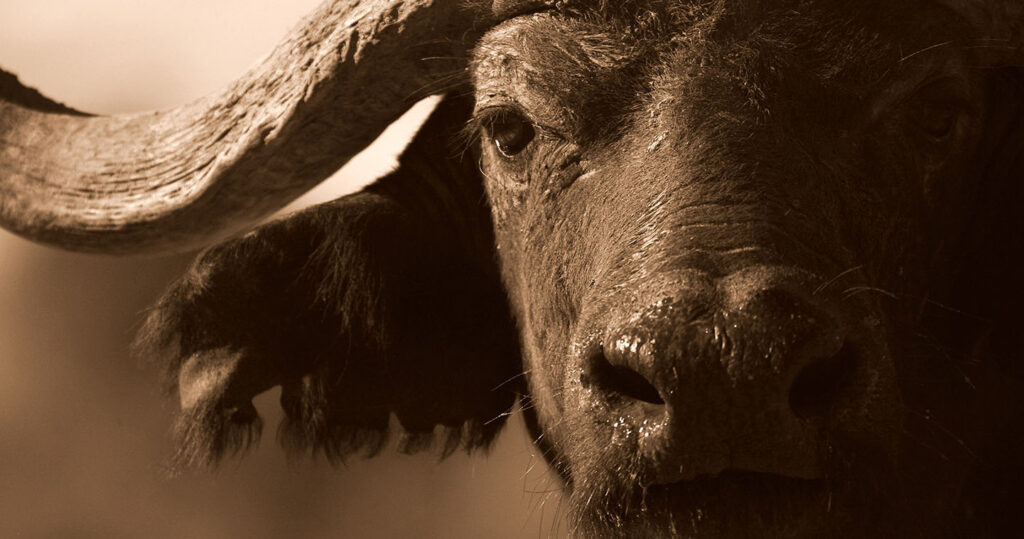Buffel in Sabi Sands Game Reserve Zuid-Afrika