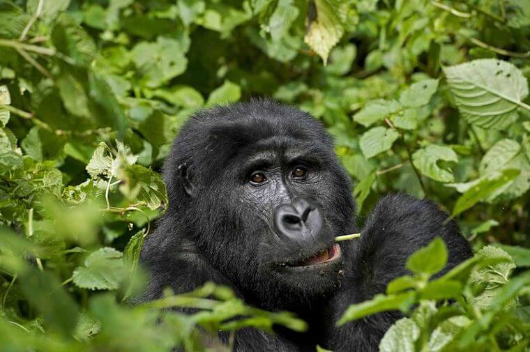Bwindi Impenetrable National Park gorilla tijdens gorilla trekking