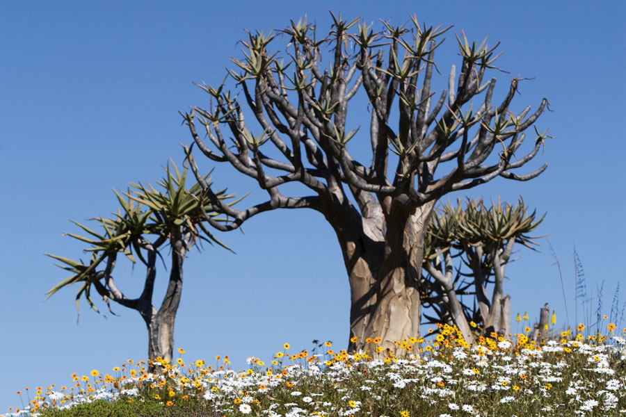 Kokerbomen in Ramskop Nature Reserve Zuid-Afrika