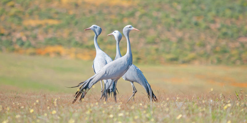 Kraanvogels in Namaqua National Park Zuid-Afrika