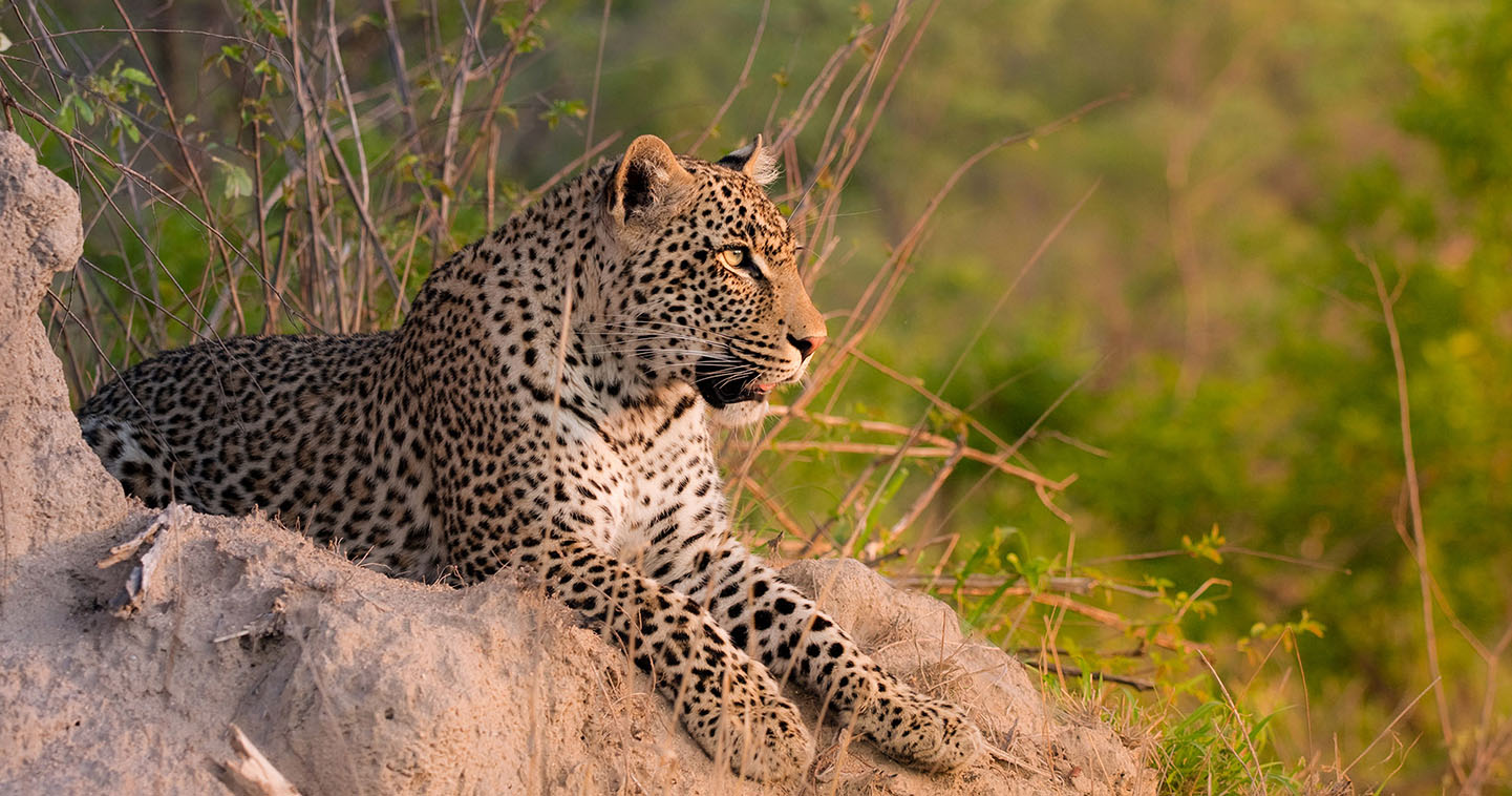 Luipaard in Sabi Sands Game Reserve Zuid-Afrika