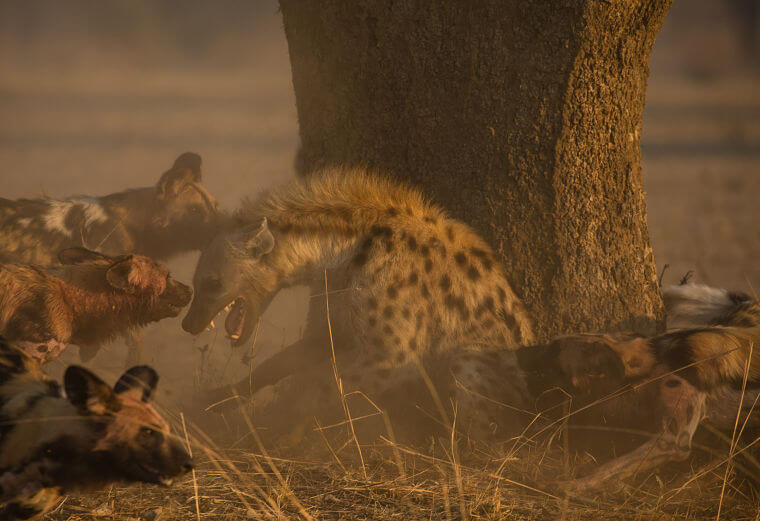 Hyena in problemen wildlife fotosafari in Zambia