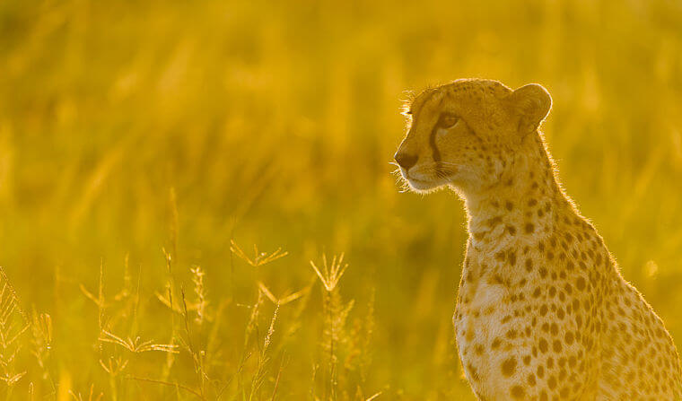 Cheetah in ochtend zon in Masai Mara National Reserve Kenia
