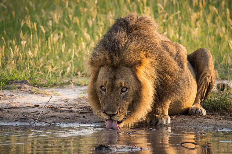Drinkende leeuw in Linyanti eco-systeem Botswana